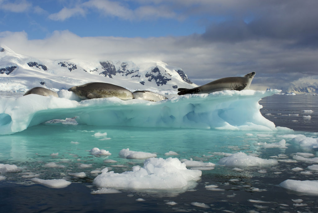 Crab Eater Seals (Lobodon carcinophagus) bask on an iceberg, Antarctica
