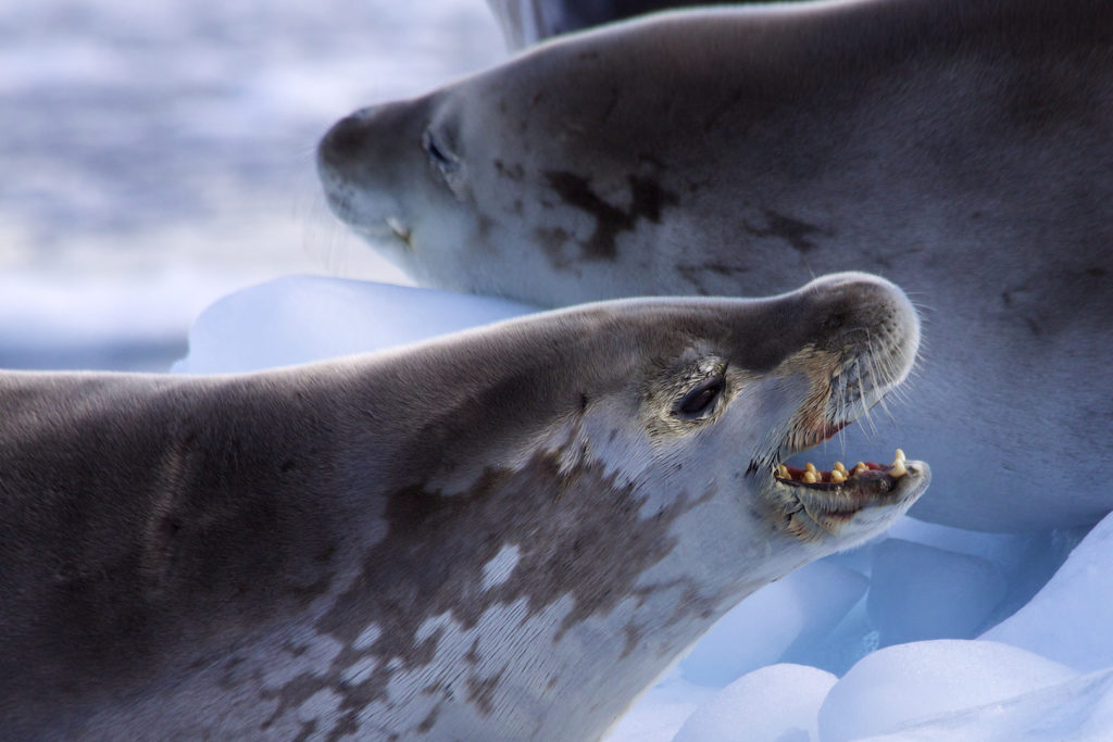 Crab Eater Seals (Lobodon carcinophagus) seem to laugh at a mysterious joke, Antarctica