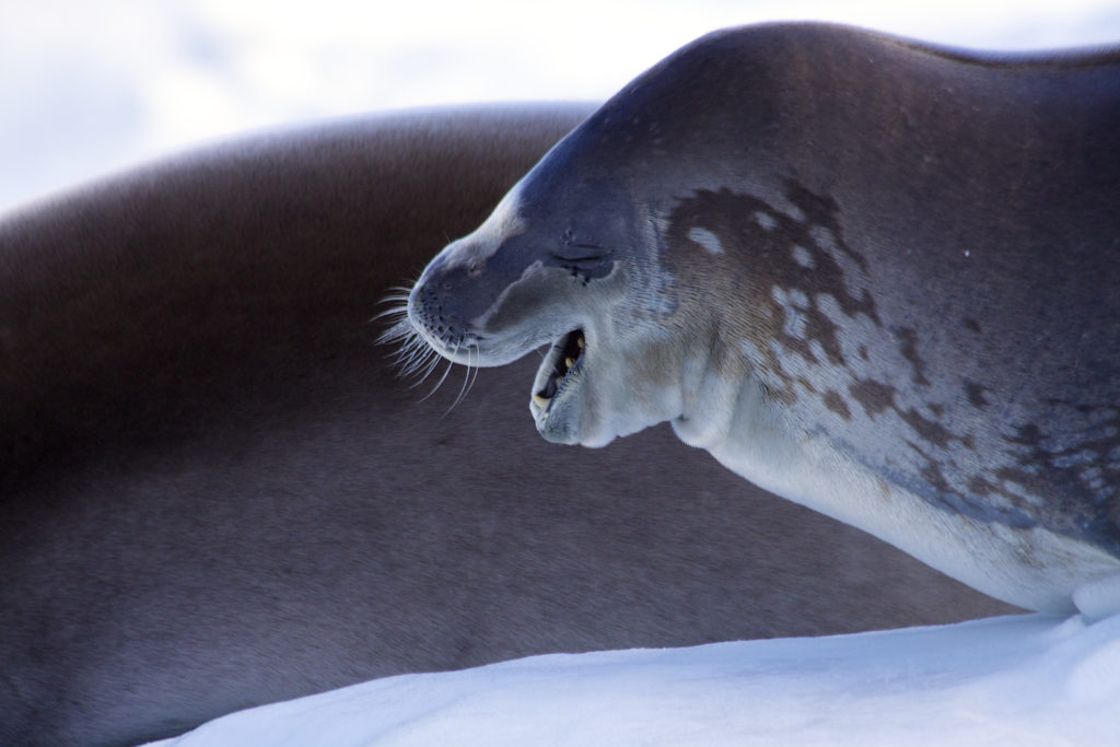 A Crabeater seal (Lobodon carcinophagus) rests on an iceberg in Antarctica