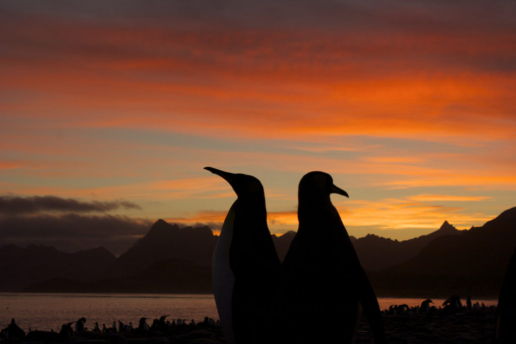 King Penguins,(Aptenodytes patagonicus) pose in the sunrise, South Georgia Island