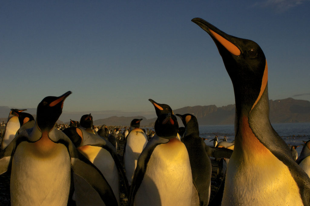King Penguins (Aptenodytes patagonicus) gather in the early morning on South Georgia Island
