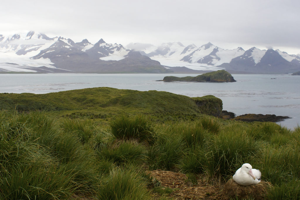 Wandering Albatross (Diomedea exulans) sits on a nest with a beutiful view overlooking the ocean, South Georgia Island