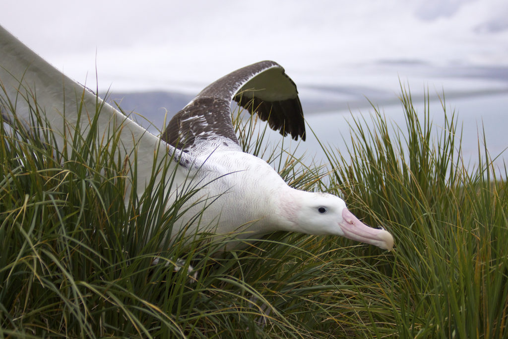 A Wandering Albatross heads back to its nest, South Georgia Island