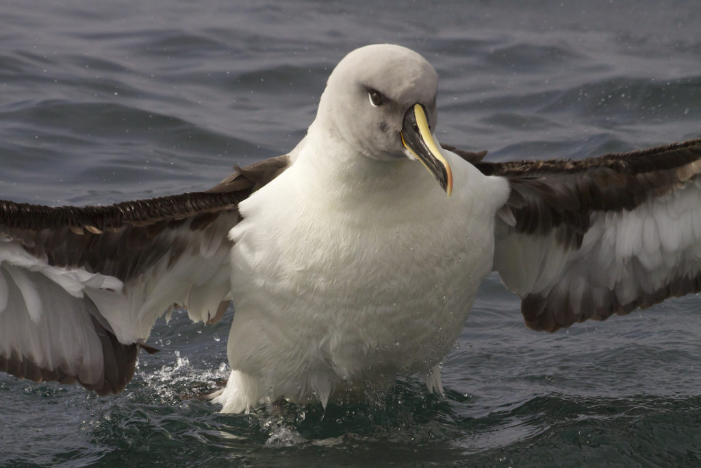 Gray Headed Albatross (Thalassarche chrysostoma) flaps is wings as it bathes in the ocean, South Georgia Island
