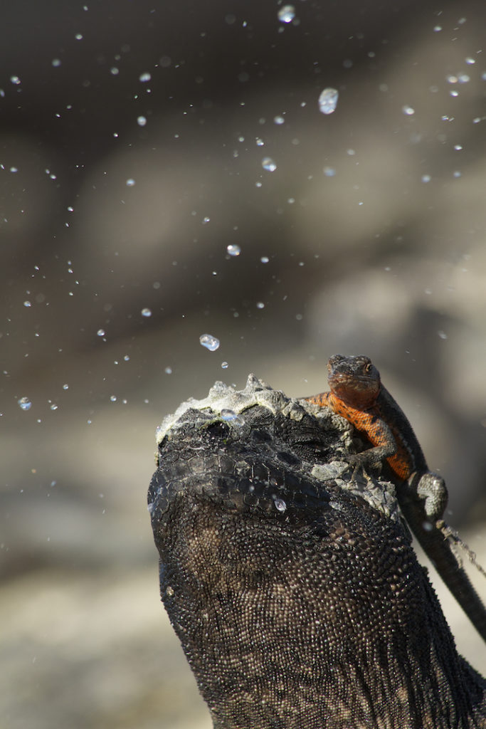 A Marine Iguana (Amblyrhynchus cristatus) sits with a Lava Lizard (Microlophus) atop its head as it sneezes out salt water