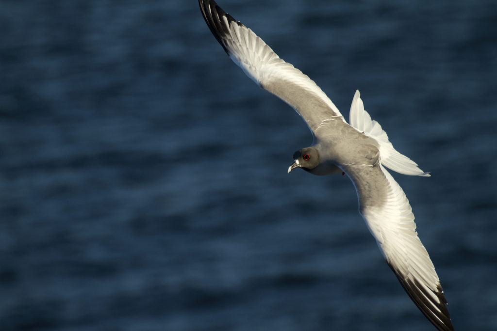 A Swallow-tailed Gull (Creagrus furcatus) soars over the ocean, Española Island, Galapagos Islands