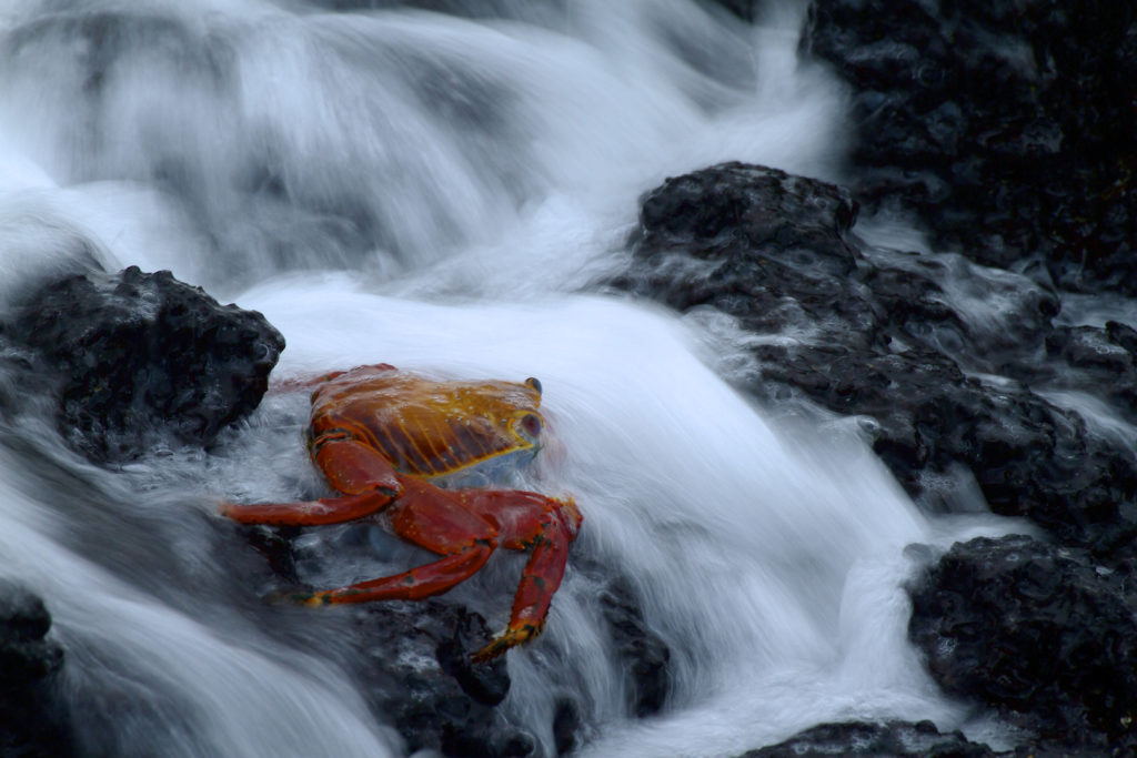 Sally Lightfoot Crab (Grapsus grapsus) is surrounded by a wave, Floreana Island, Galapagos Islands, Ecuador