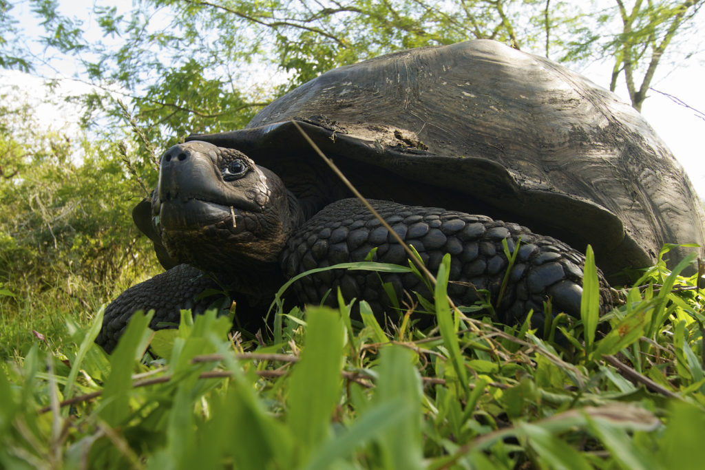 A Galapagos Giant Tortoise (Geochelone nigra) sits and relaxes on the green grass, Santa Cruz Island, Galapagos Islands, Ecuador
