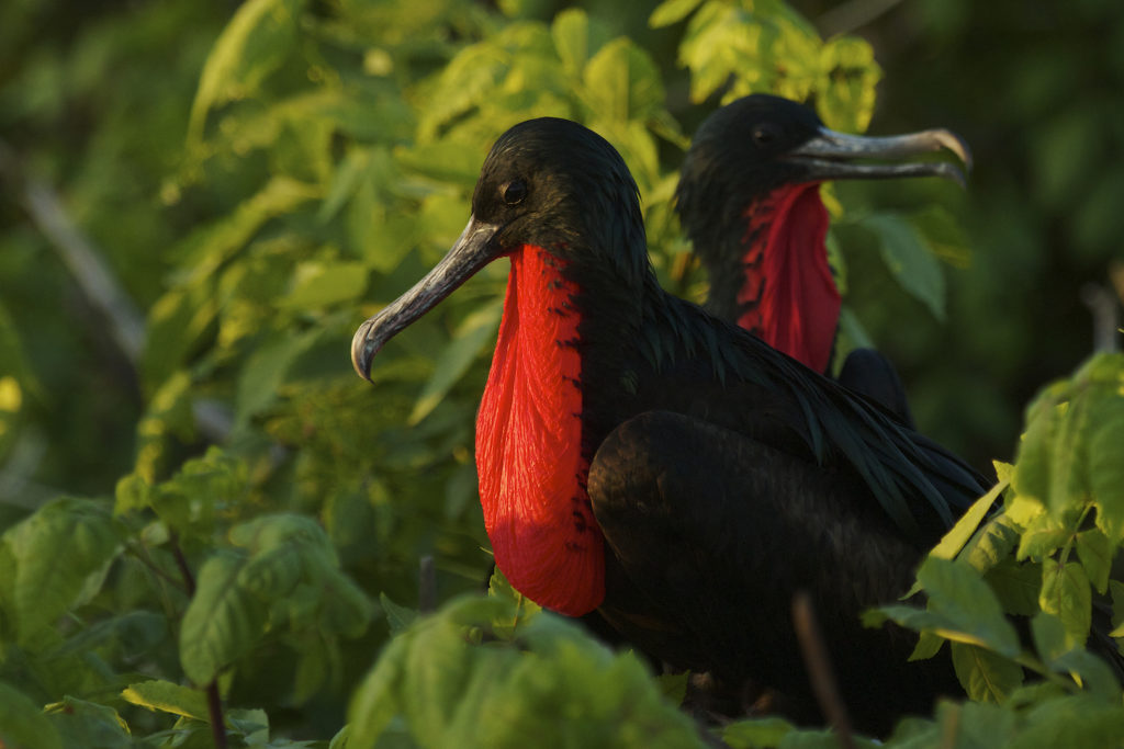 A pair of Frigate Birds (Fregata sp.) sit in the afternoon light on the Gálapagos Islands
