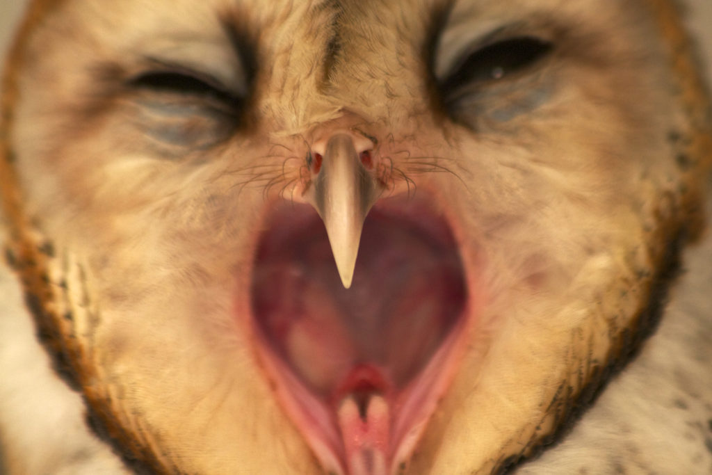 A Barn Owl (Tyto alba) yawns while roosting in a hacienda on the Gálapagos Islands
