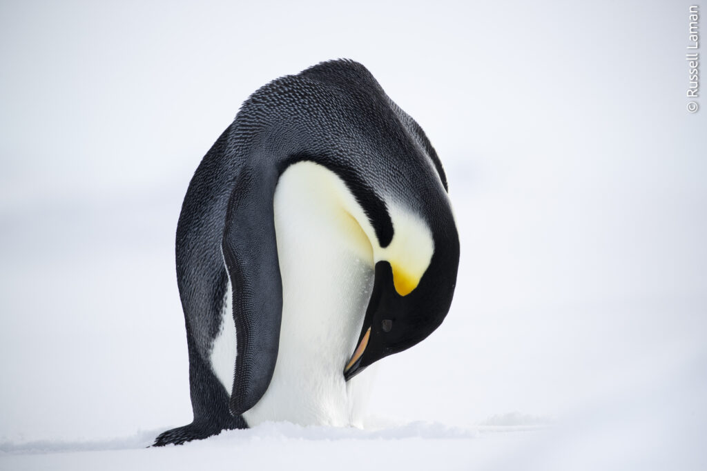 An Emperor Penguin (Aptenodytes forsteri) preens itself. Coulman Island Area, Ross Sea, Antarctica