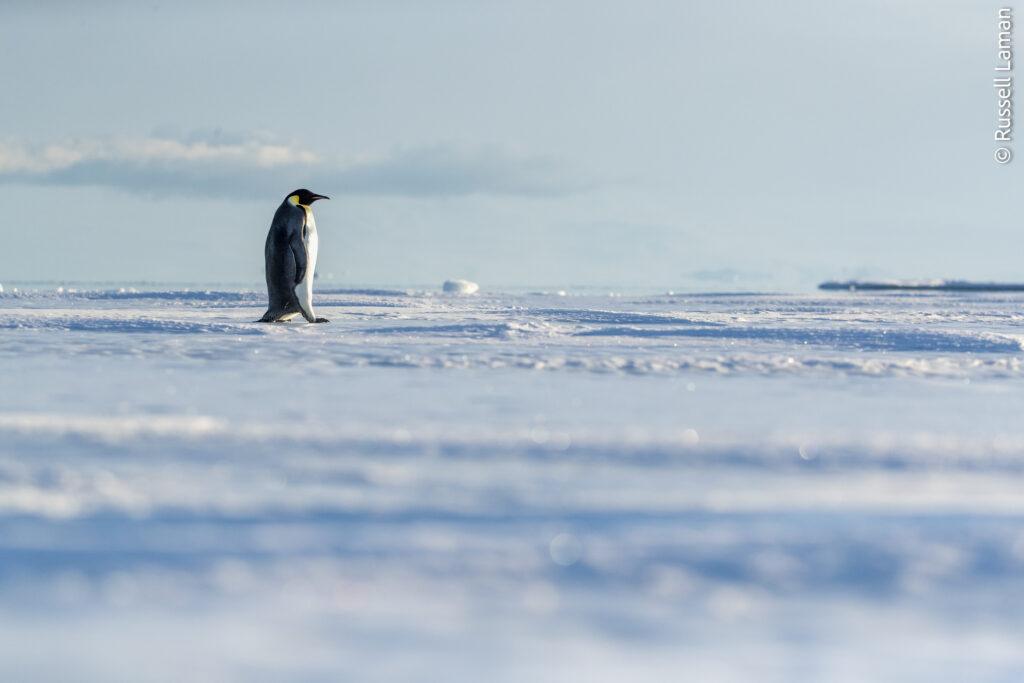 An Emperor Penguin (Aptenodytes forsteri) Cape Chocolate Vicinity, McMurdo Sound, Ross Sea, Antarctica