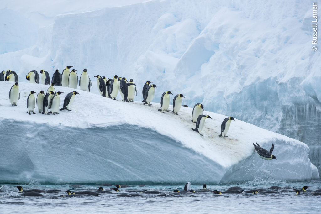 Emperor Penguins (Aptenodytes forsteri) leap into the water from an iceberg. 

Cape Colbeck, Ross Sea, Antarctica