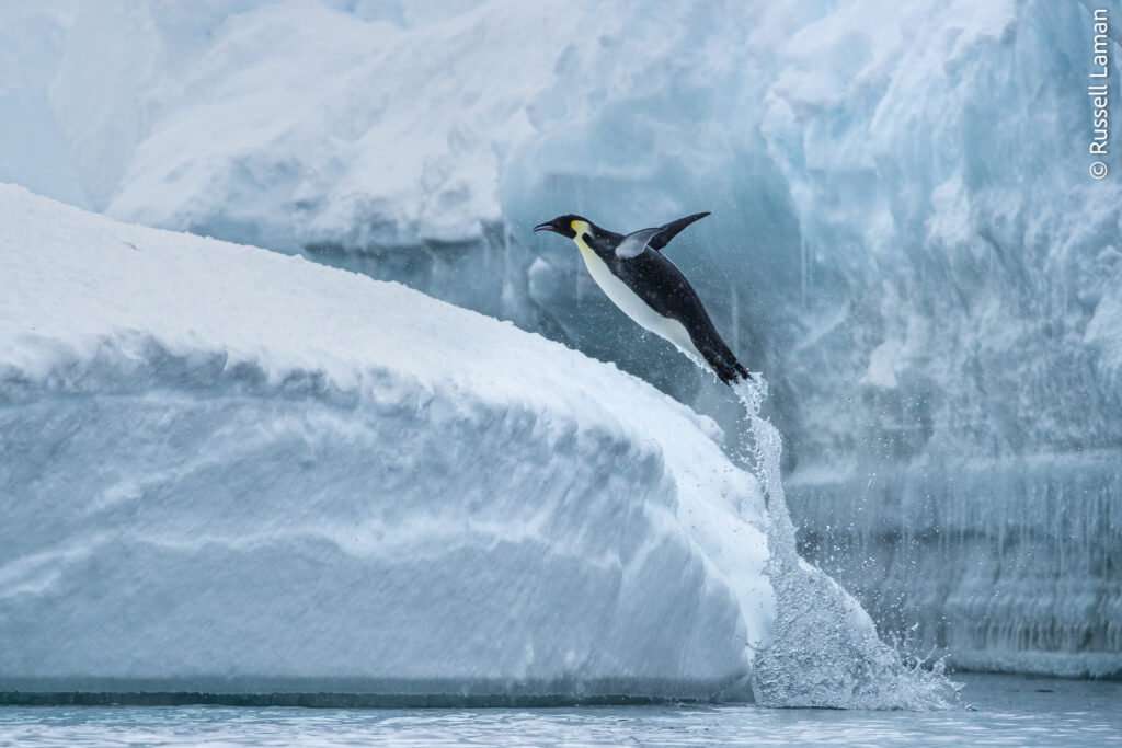 An Emperor Penguin (Aptenodytes forsteri) leaps from the water onto ice.

Cape Colbeck, Ross Sea, Antarctica