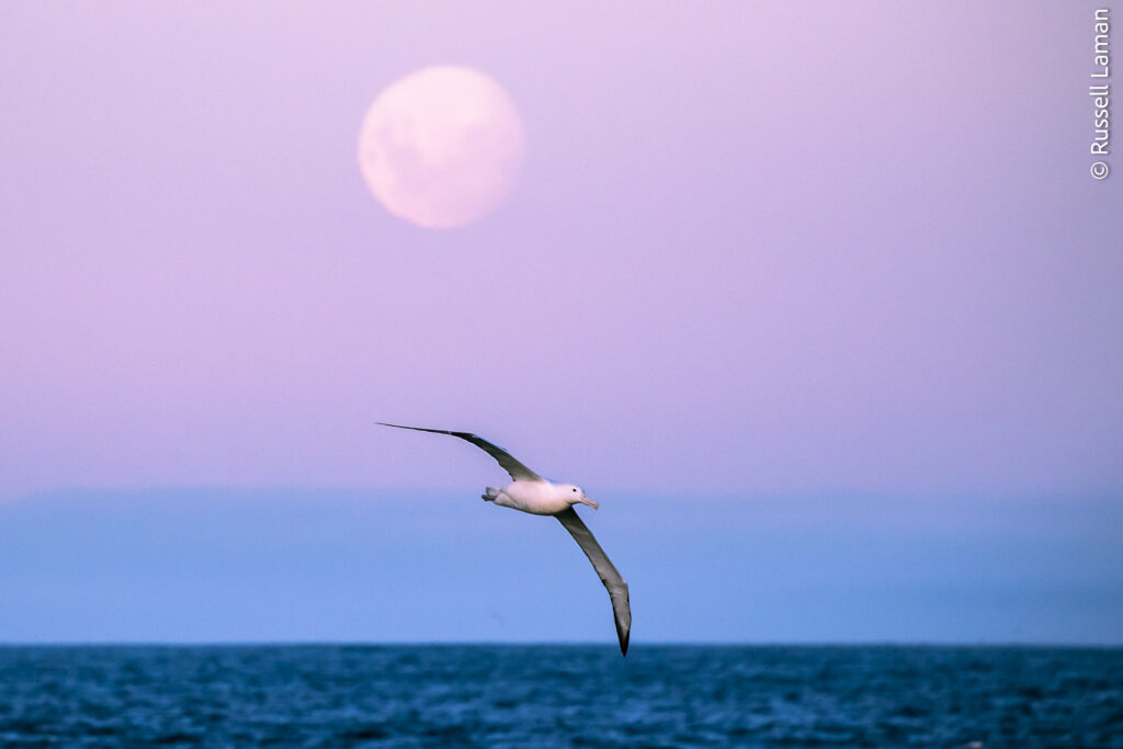 Southern Royal Albatross (Diomedea epomophora) flys in front of the full moon. Campbell Island, New Zealand Sub Antarctic Islands