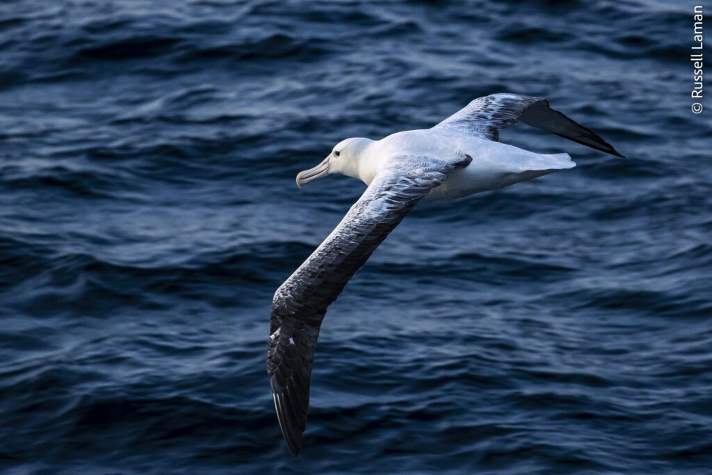 Southern Royal Albatross (Diomedea epomophora). Campbell Island, New Zealand Sub Antarctic Islands