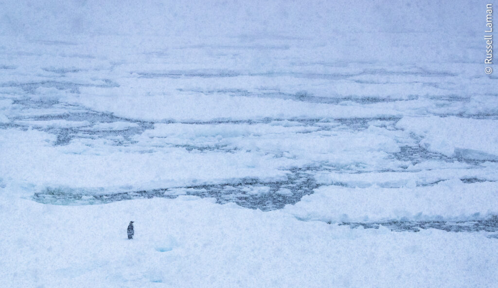 An Emperor Penguin (Aptenodytes forsteri) stands solitary on an ice flow. Coulman Island Area, Ross Sea, Antarctica