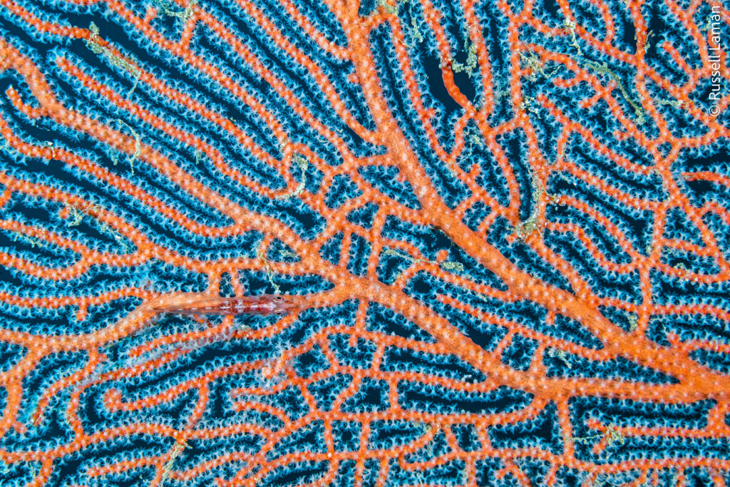 A doublestitch Grubfish (Parapercis multiplacata) hides on the intricate web of a beautiful orange and white seafan. Raja Ampat, Indonesia.