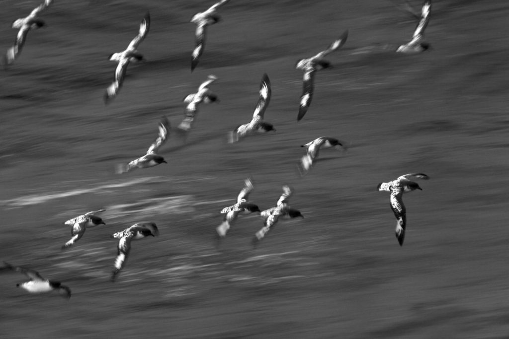 Cape Petrels (Daption capense) fly over the surface of the water, Drake Passage