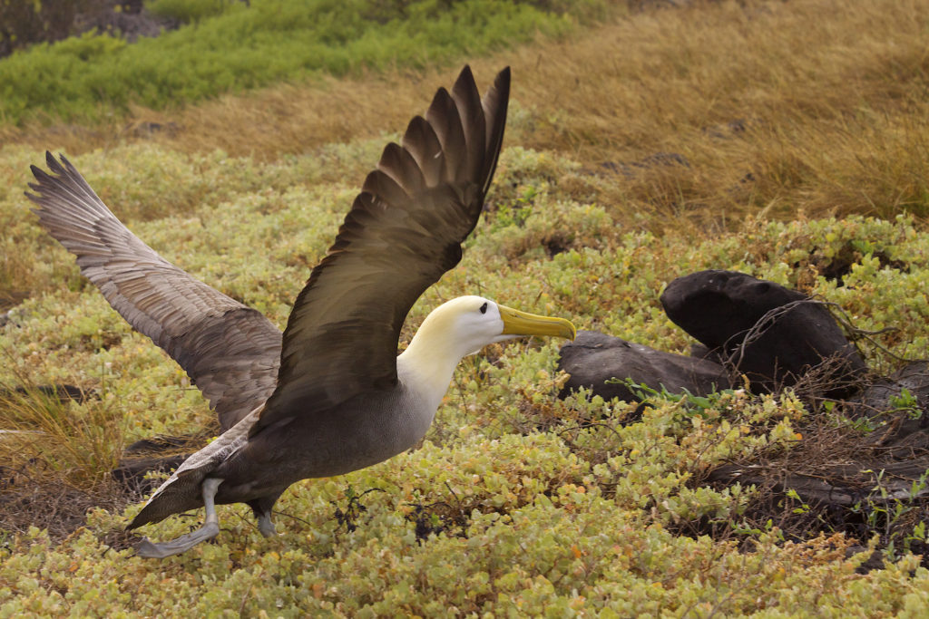 Waved Albatross