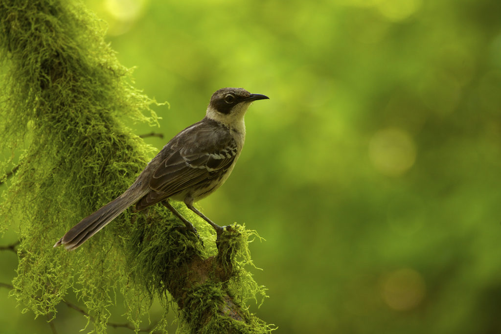 A Galapagos Mockingbird (Mimus parvulus) sits on a luscious green branch, Santa Cruz Island, Galapagos Islands, Ecuador