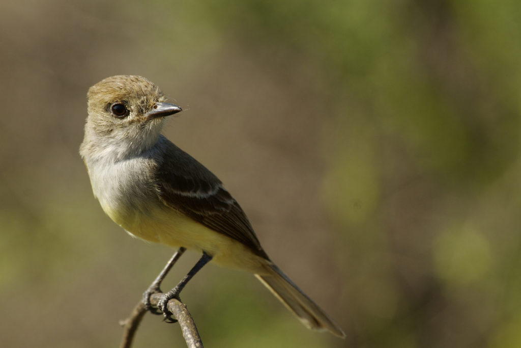 Galapagos Flycatcher (Myiarchus magnirostris) sits on a small twig, Santa Cruz Island, Galapagos Islands, Ecuador