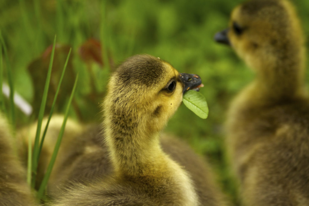 Canada Goose