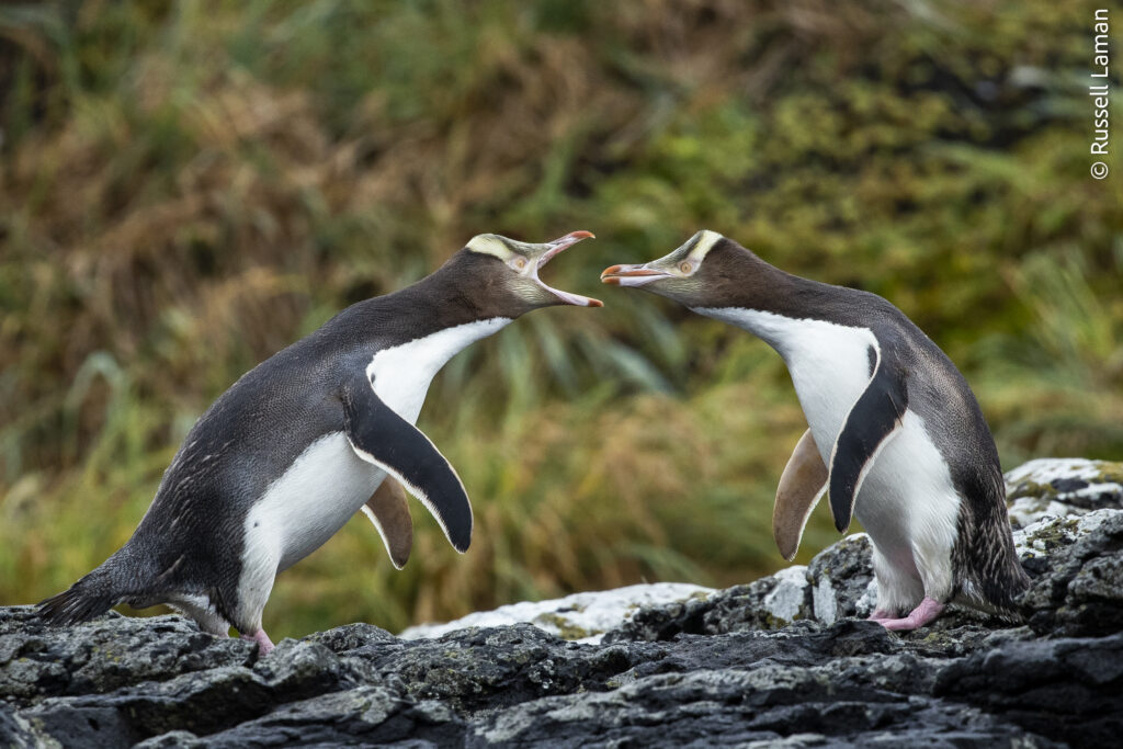 Enderby Island, Aukland Islands Group, New Zealand Sub Antarctic Islands