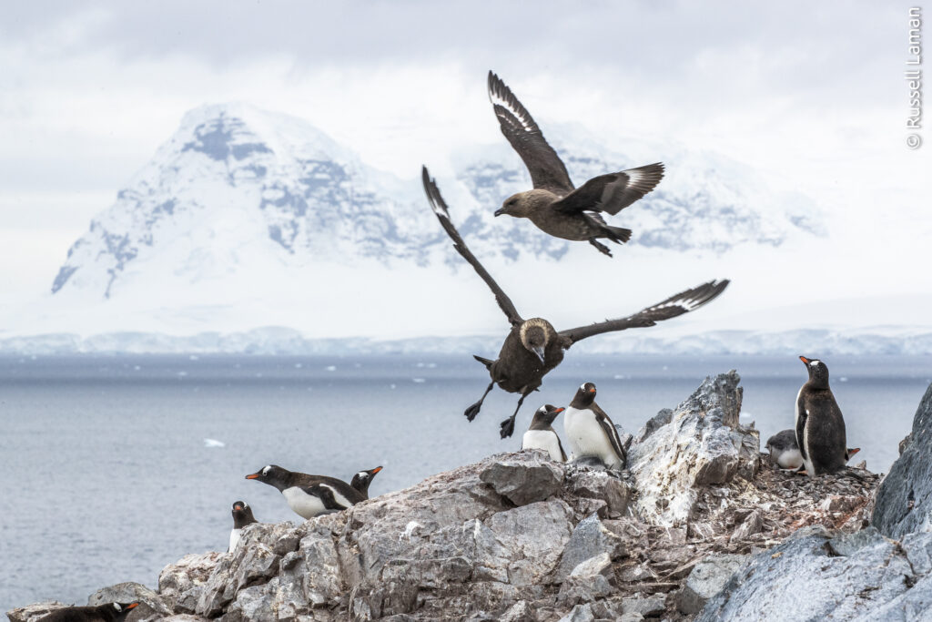 South polar skuas (Stercorarius maccormicki) fly over a colony of Gentoo Penguins (Psygoscelis papua).

Cuverville Island, Gerlache Strait, Antarctic Peninsula, Antarctica