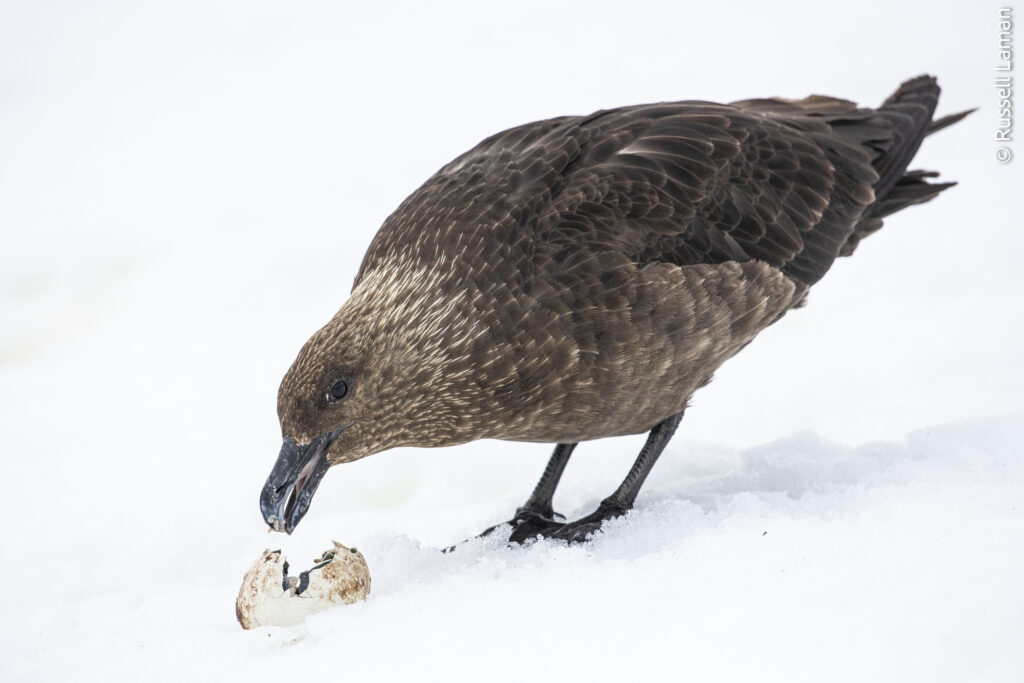 A south polar skuas (Stercorarius maccormicki) eats Gentoo Penguin egg g(Psygoscelis papua).

Cuverville Island, Gerlache Strait, Antarctic Peninsula, Antarctica