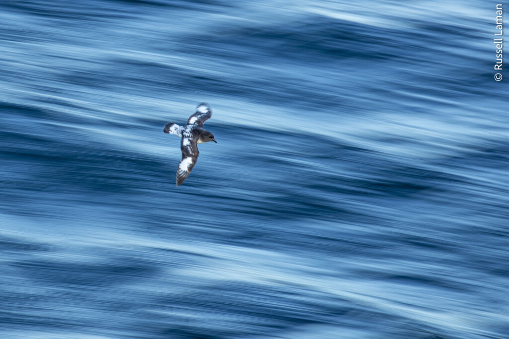 Campbell Island, New Zealand Sub Antarctic Islands