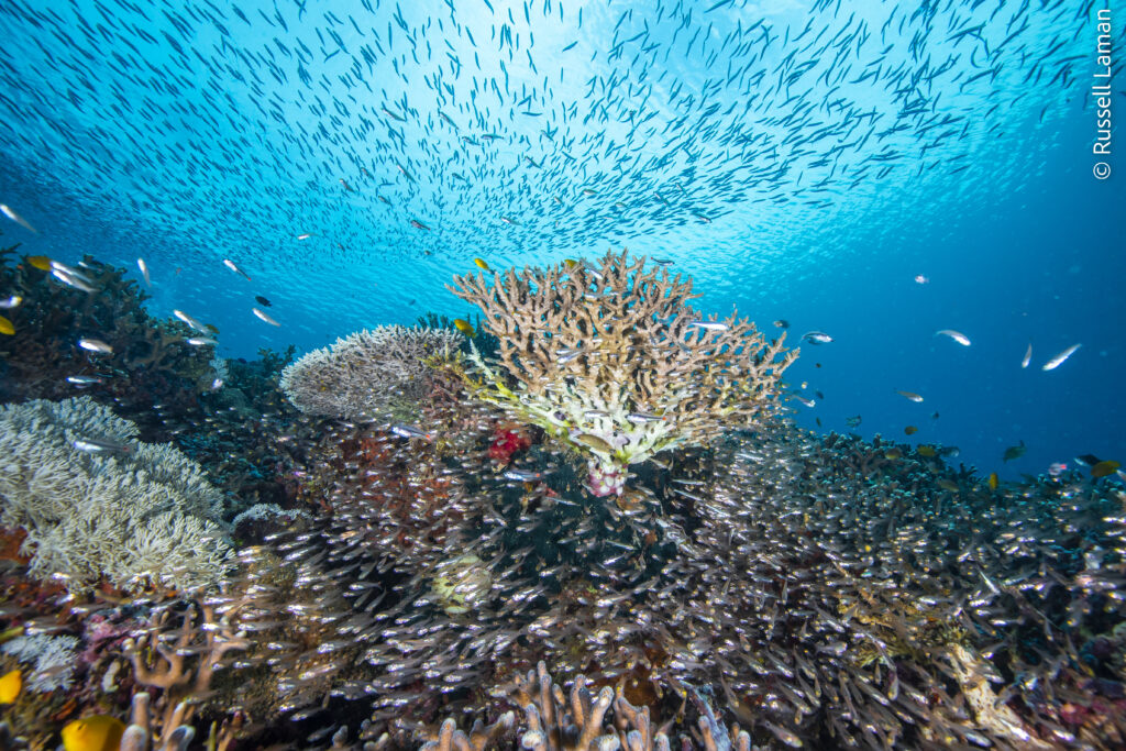 Small fish school on a coral reef in Raja Ampat, Indonesia. These reefs are the most biodiverse on the planet, and beautifully showcase the riches and wonders of the ocean and the importance of protecting coral reefs globally.